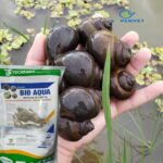 Men vi sinh Bio Aqua chuyên xử lý đáy ao