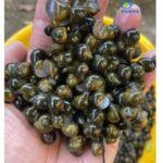 Men vi sinh Bio Aqua chuyên xử lý đáy ao