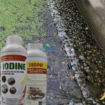 iodine me vi sinh xử lý đáy ao, nước ao hồ