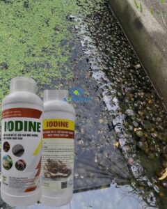 iodine me vi sinh xử lý đáy ao, nước ao hồ