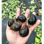 men tiêu hóa Probiotic cho tôm, ốc, cá, cua