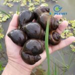 men tiêu hóa Probiotic cho tôm, ốc, cá, cua