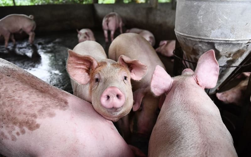 Chăn nuôi heo hiệu quả, 3 sai lầm khi nuôi lợn, heo