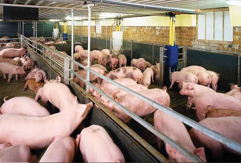 Chăn nuôi heo hiệu quả, 3 sai lầm khi nuôi lợn, heo