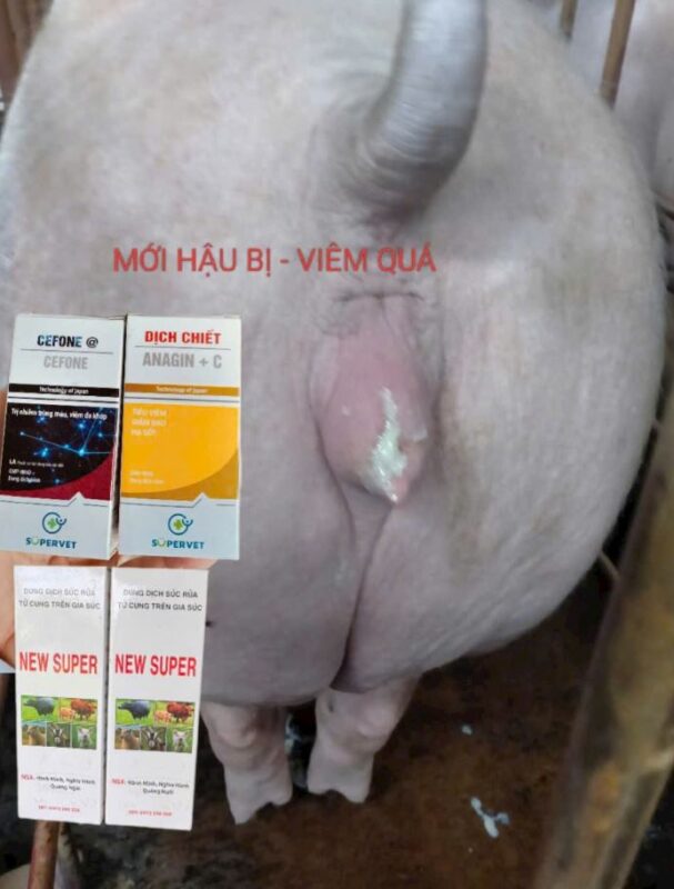 Phác đồ điều trị viêm tử cung ở heo nái sau sinh