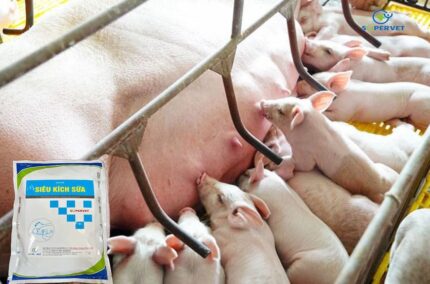 siêu kích sữa cho heo lợn trâu bò 1kg Supervet