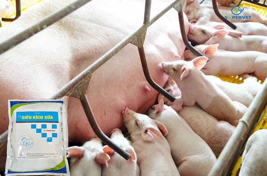siêu kích sữa cho heo lợn trâu bò 1kg Supervet