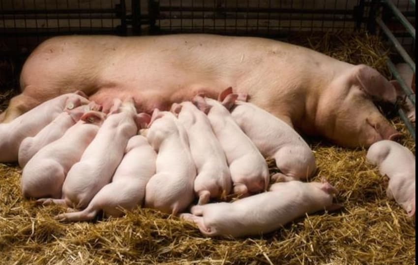 siêu kích sữa cho heo lợn trâu bò 1kg Supervet