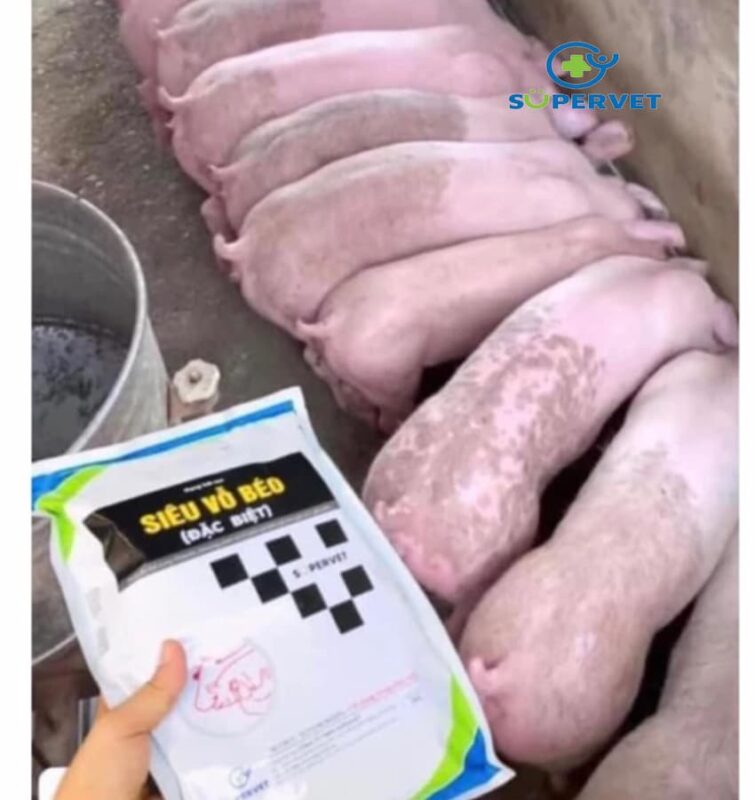 Siêu vỗ béo đặc biệt chính hãng