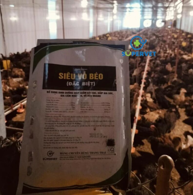 Siêu vỗ béo đặc biệt chính hãng