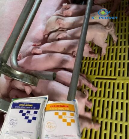 Cặp kích giống heo Eco betamin và Selen Vit E