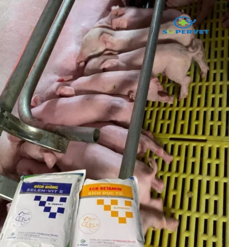 Cặp kích giống heo Eco betamin và Selen Vit E