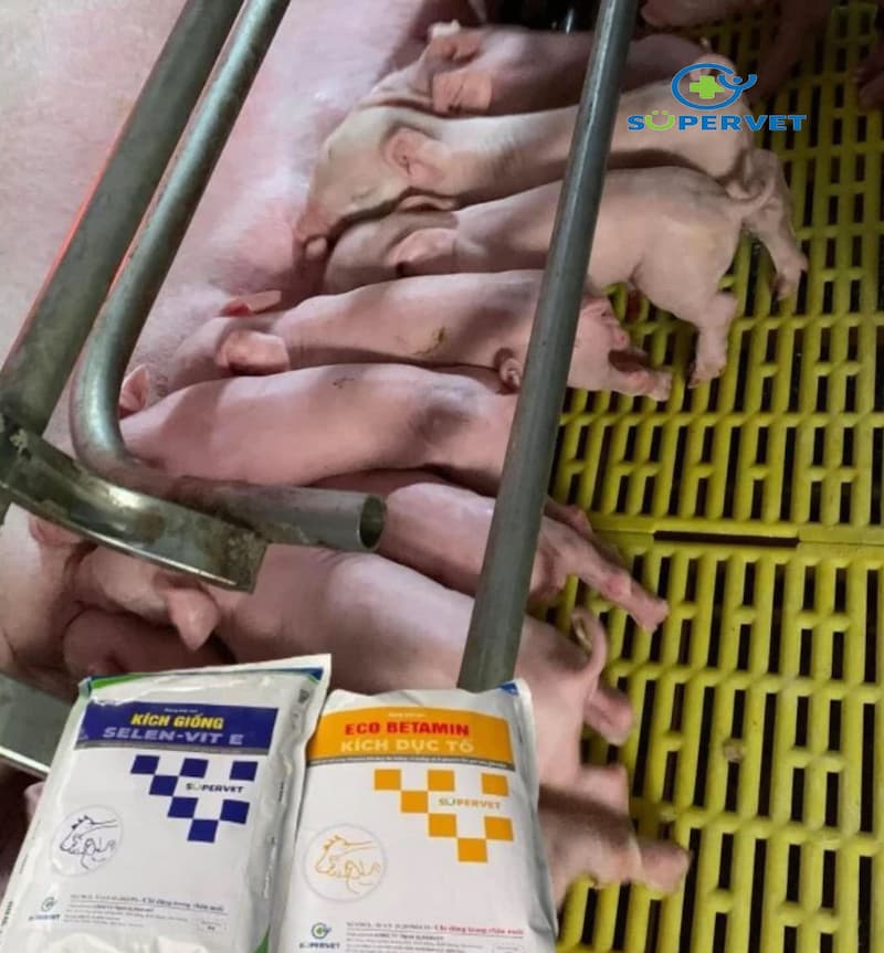 Cặp kích giống heo Eco betamin và Selen Vit E