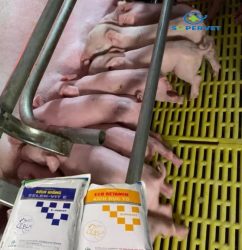 Cặp kích giống heo Eco betamin và Selen Vit E