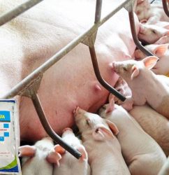siêu kích sữa cho heo lợn trâu bò 1kg Supervet